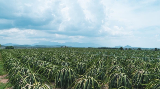 “火龙果自由”来了！苏宁618包下越南3万亩种植园
