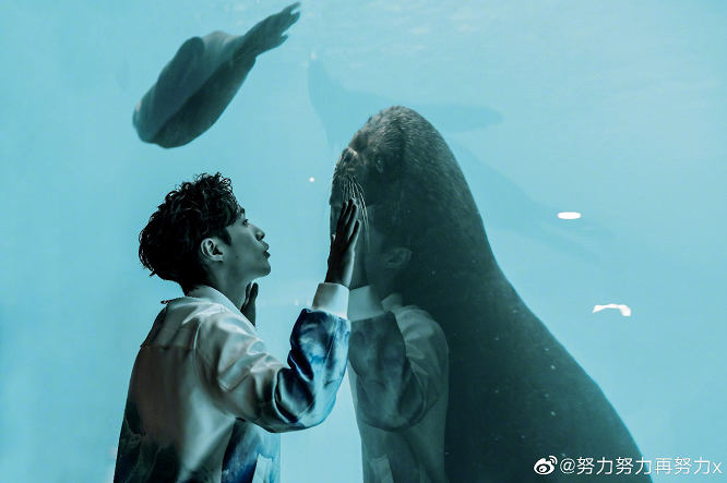 “小绵羊”爱上“大鲨鱼”？ “极挑团”在上海海昌海洋公园上演海洋大戏