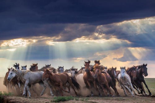 “马背上的内蒙古”品牌助力内蒙古全域旅游发展