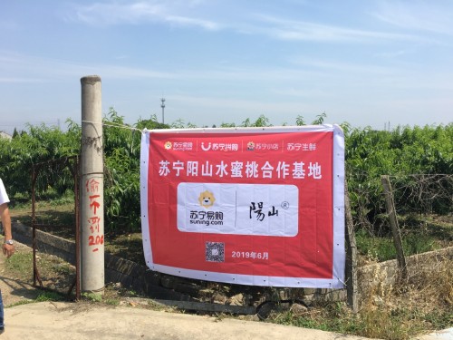 6月5日苏宁拼购预售“拼拼农庄”阳山水蜜桃