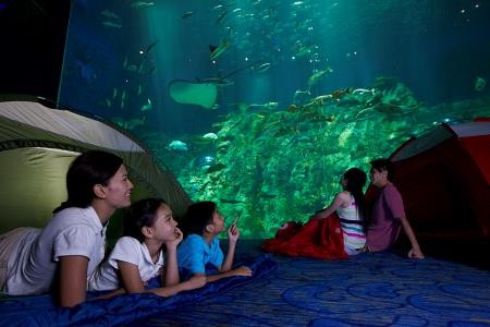 香港海洋公园推出全新小小"网红"系列活动