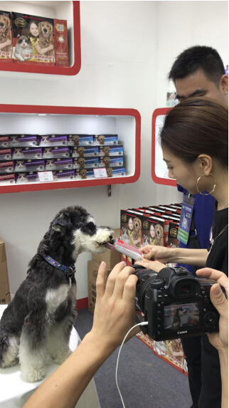 广东电视台专访贝咪加：新锐品牌，为宠物行业更添动力