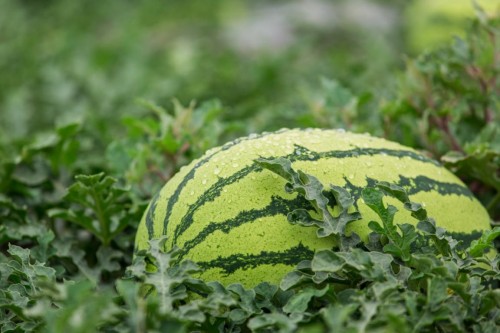 百果园携手中卫市政府打造“中卫香山富硒硒砂瓜”品牌店