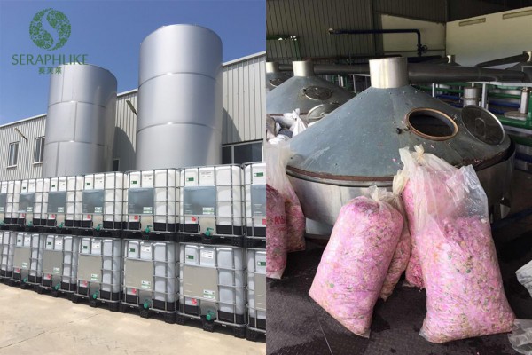 芳香之旅：赛芙莱探寻保加利亚玫瑰圣地