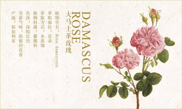 芳香之旅：赛芙莱探寻保加利亚玫瑰圣地