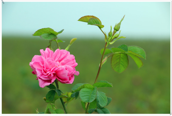 红玫瑰盛放大黑山，恒益董事长段治葵的农业梦想开出花