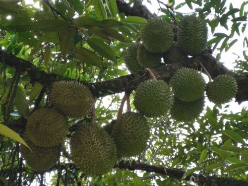 马来西亚带壳“猫山王”将在百果园上市 可全国冷链配送