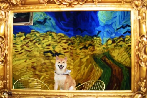 卫仕 | 国内首个宠物品牌快闪店，邀您乘坐「卫仕时光穿梭号」带TA去你的梦境