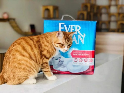 裹住猫咪粪便的膨润土猫砂属于什么垃圾？Everclean蓝钻科普