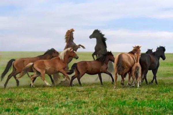 城市版套马的汉子 “蒙古马”国际驯马大赛代表队出炉