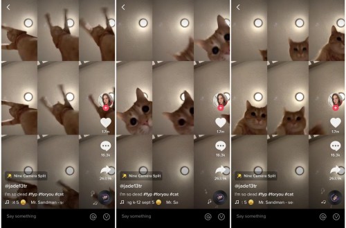 加拿大女孩的宠物猫凭借一条TikTok视频火遍社交媒体