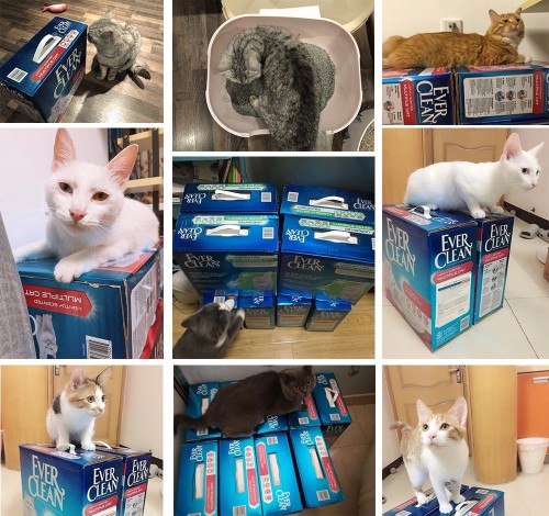 Ever Clean蓝钻的“粉丝效应”如何为品牌赋能？