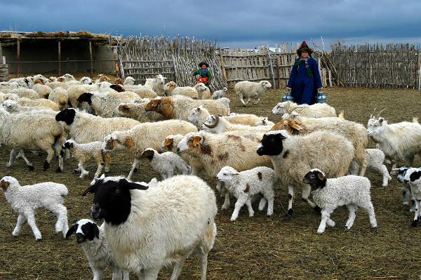 生态环境有优势　放牧方式独特　可追溯体系保放心 ——呼伦贝尔草原羊肉美味“看得见”
