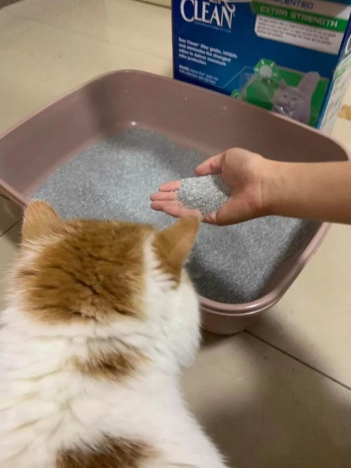 Ever Clean蓝钻的“粉丝效应”如何为品牌赋能？