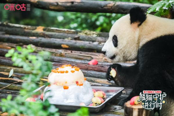 一场熊猫生日趴吸引百万人次参与 幕后策划者咪咕是这样讲好中国故事的