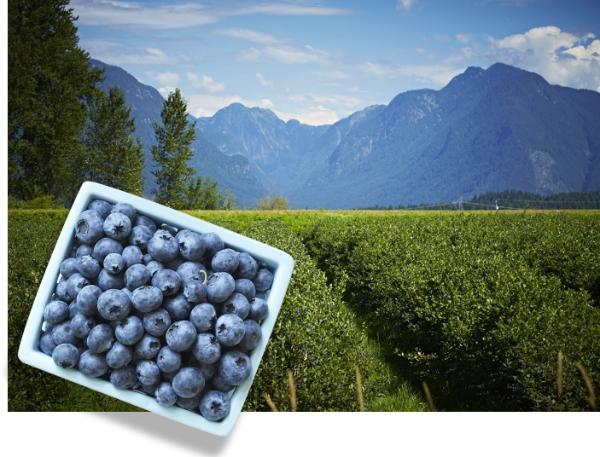 BC蓝莓，来自加拿大的优质进口蓝莓