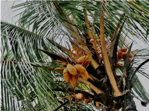 自驾文昌古邑，追寻椰子的踪迹！