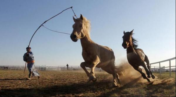 城市版套马的汉子 “蒙古马”国际驯马大赛代表队出炉