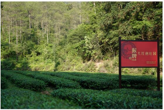 12年铸就茶源，猴牌大红袍为何拒绝“新中国茶”式的“快”？