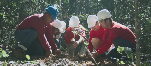 《寻秘亚马逊》：大自然家居这部纪录片带你讲诉寻木之旅
