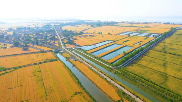 从根源保证品质 洋河股份打造原粮种植基地