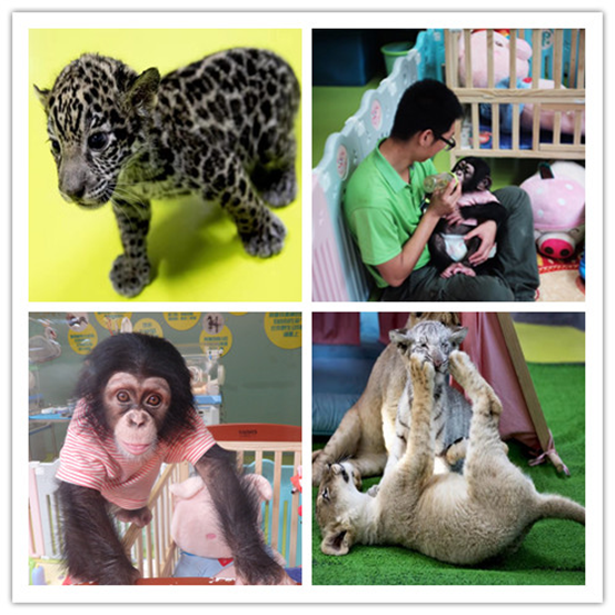 北京野生动物园：在热带雨林和鹿园与动物亲密接触