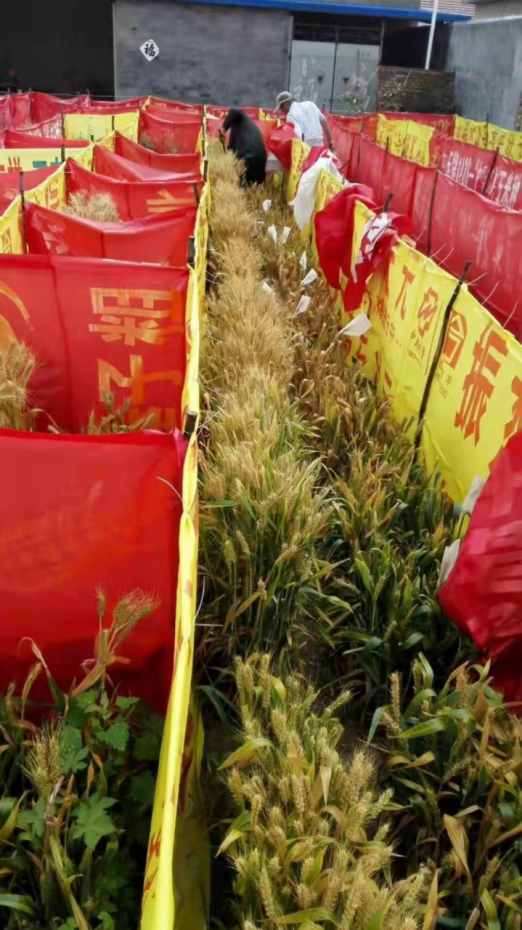 小麦界的袁隆平？聊聊耿爱民和他的神奇“蓝麦”！