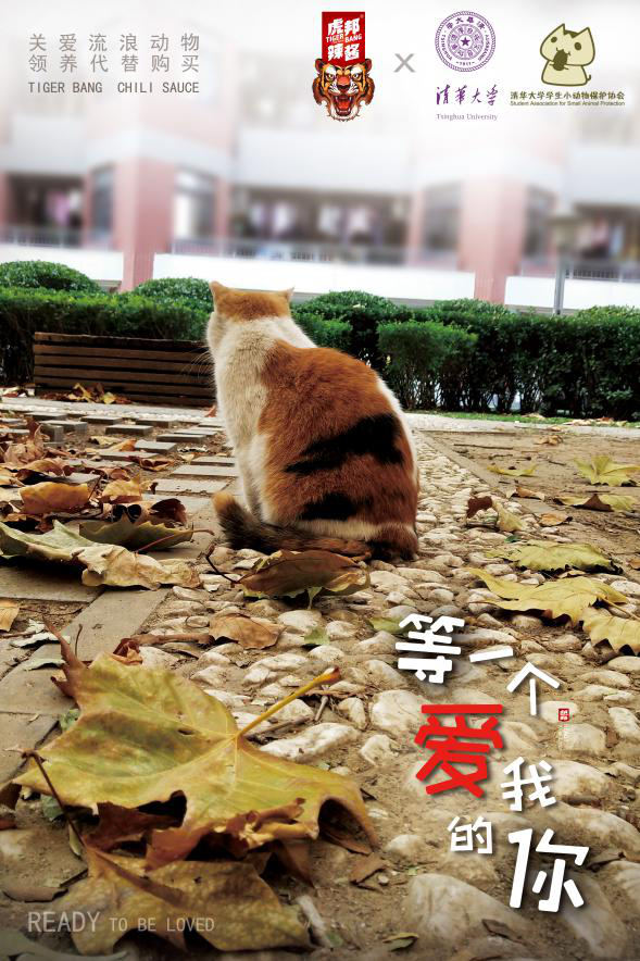 虎邦辣酱＆清华大学小学生动物保护协会：关爱流浪动物