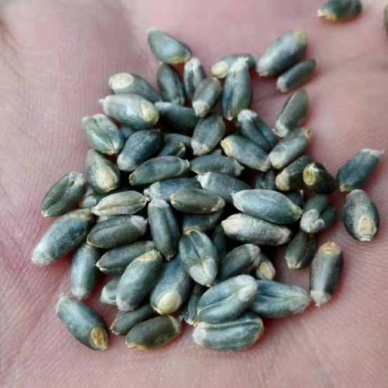 小麦界的袁隆平？聊聊耿爱民和他的神奇“蓝麦”！