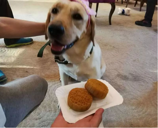 雷米高澳宝狗粮：有英雄故事的犬粮
