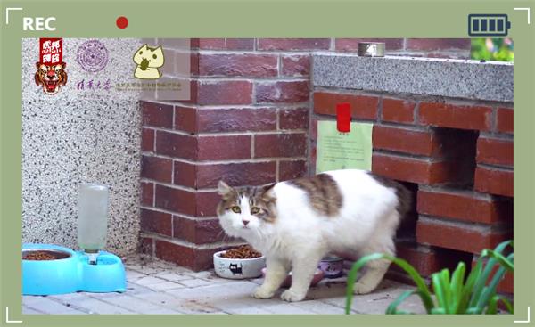 虎邦辣酱＆清华大学小学生动物保护协会：关爱流浪动物