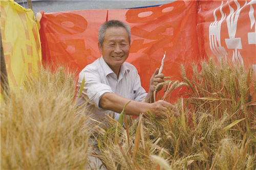 小麦界的袁隆平？聊聊耿爱民和他的神奇“蓝麦”！