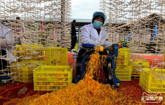 天猫包下柿饼之乡富平柿子山头，非遗手工吊柿搭上正宗原产地快车