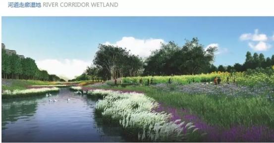 新加坡经验，潜流湿地助力雄安新区碧水建设
