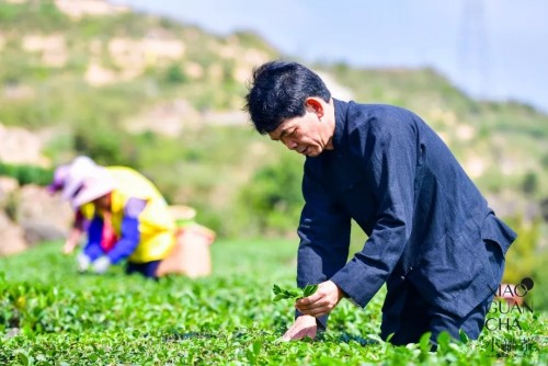 从深山茶园开始严把源头关 杜国楹要让小罐茶赢在“起跑线”上