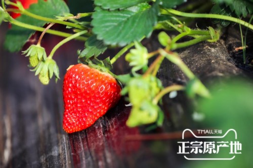 天猫正宗原产地承包东港千亩草莓基地，990斤红颜大草莓拍出10万元天价