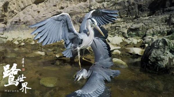 《鹭世界》首曝预告 苍鹭携群鸟首现黄河生存图鉴