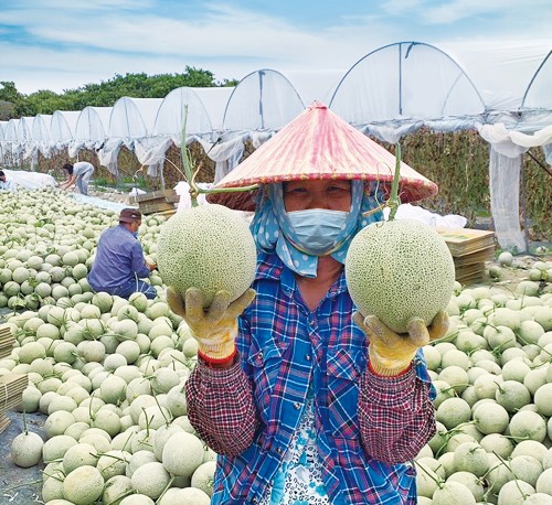 抗疫助农 云集助力海南菠萝1小时卖出80000斤
