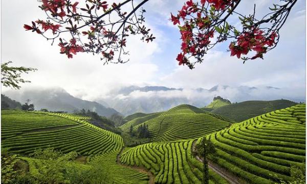 淘宝春茶节 淘宝春茶节即将盛大开幕，爱茶之人有口福了