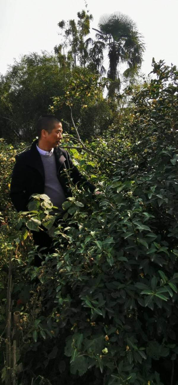 淘宝春茶节 淘宝春茶节即将盛大开幕，爱茶之人有口福了