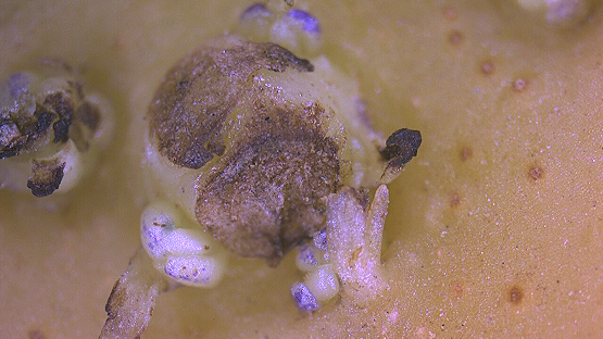 科普：发芽的土豆还能食用吗？