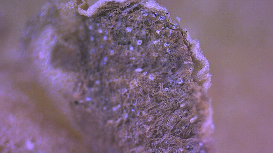 科普：发芽的土豆还能食用吗？