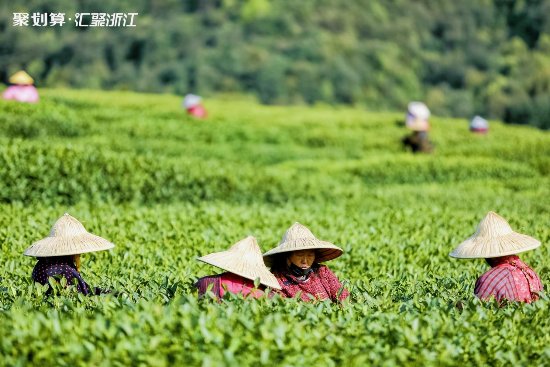 2020年西湖龙井开茶啦！明前西湖龙井茶聚划算专供