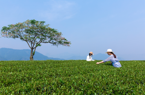 淘宝春茶节掀起中国茶乡销售热潮，3天成交量同比增长400%