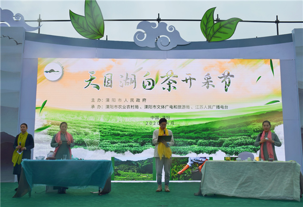 踏青寻春，2020天目湖白茶开采节成功举办