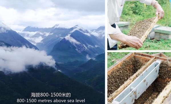 颐寿园 颐寿园：护卫健康，为何首推“黑蜂雪蜜”？