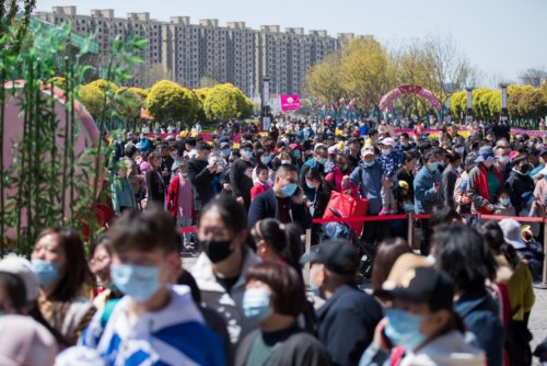 清明小长假 清明小长假，大洋湾樱花月，游客络绎不绝