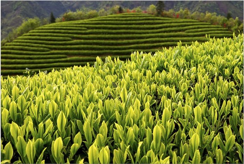 淘宝春茶节掀起中国茶乡销售热潮，3天成交量同比增长400%