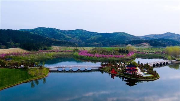 南京银杏湖乐园樱花开了