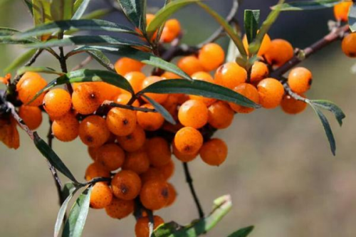 “圣果”沙棘做猫粮，宠物行业迎来健康新势力